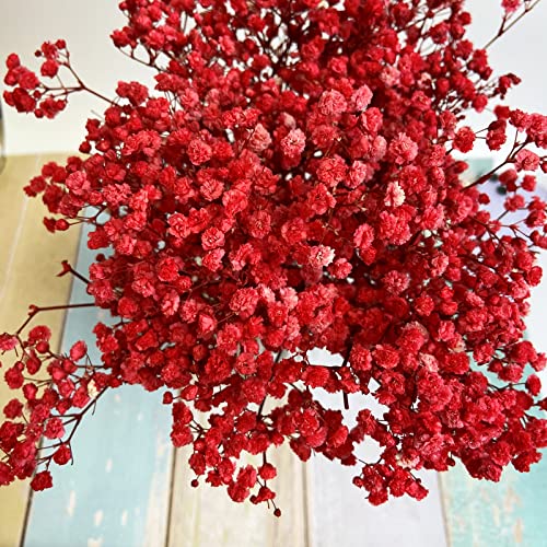 Preserved Baby's Breath 3 Bunches, 100% Natrual Fresh Gypsophila Long Lasting Flowers for Vase Arrangements Home Decoration Photo Props Parties and Weddings, DIY Décor-Red - color: Red