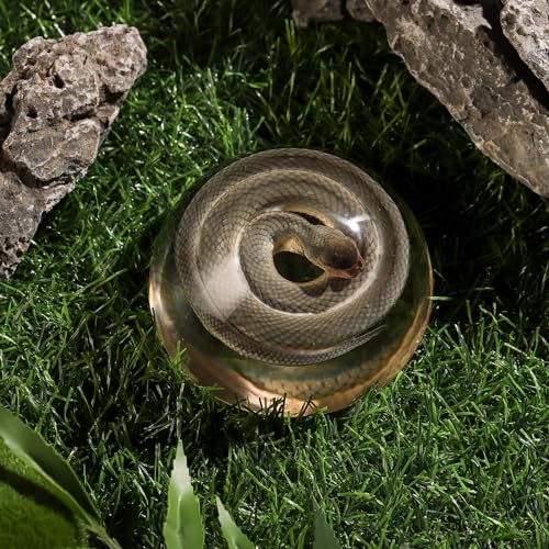 Taxidermy Snake, Real Snakes Specimens Animal Specimen in Resin for Science Classroom Science Education, Great Gift for Fans of Taxidermy, Animal Skull, Oddities, Biology (Round 3.5 inch) - color: Snake