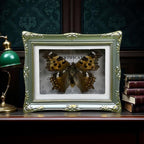 1Pcs Real Butterfly Framed Handmade, Taxidermy Butterfly Shadow Box Collection, Framed Butterfly Taxidermy for Oddities and Curiosities Gifts Tabletop ornaments (A-Butterfly specimen+photo frame) - color: A-Butterfly specimen+photo frame