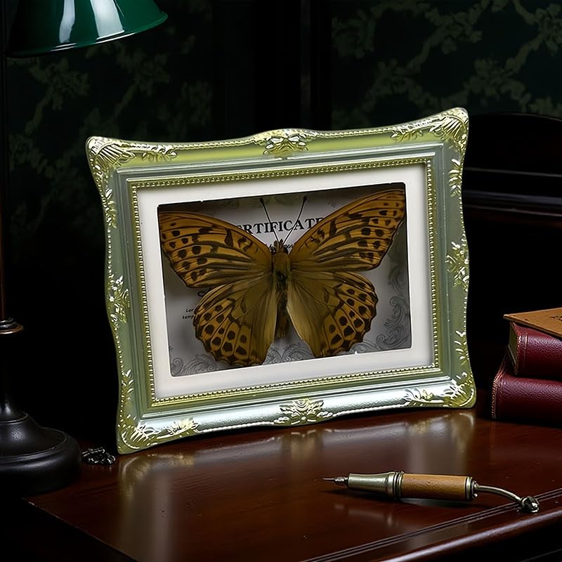 1Pcs Real Butterfly Framed Handmade, Taxidermy Butterfly Shadow Box Collection, Framed Butterfly Taxidermy for Oddities and Curiosities Gifts Tabletop Ornaments (B-Butterfly Specimen+Photo Frame) - color: B-butterfly Specimen+photo Frame