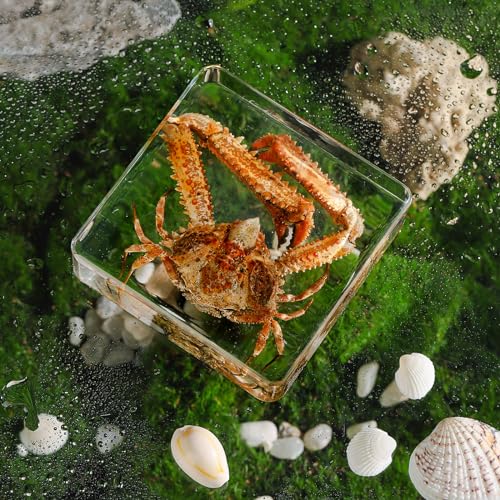 Taxidermy Crab, Real Crab Specimens Animal Specimen in Resin for Science Classroom Science Education, Great Gift for Fans of Taxidermy, Animal Skull, Oddities, Biology (3 x 3 x 1 inch) - color: Crab A