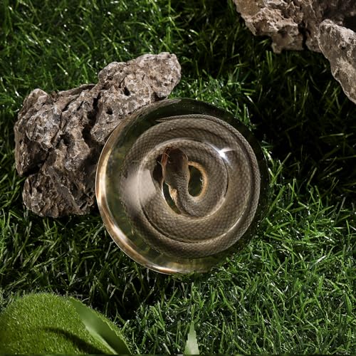 Taxidermy Snake, Real Snakes Specimens Animal Specimen in Resin for Science Classroom Science Education, Great Gift for Fans of Taxidermy, Animal Skull, Oddities, Biology (Round 3.5 inch) - color: Snake