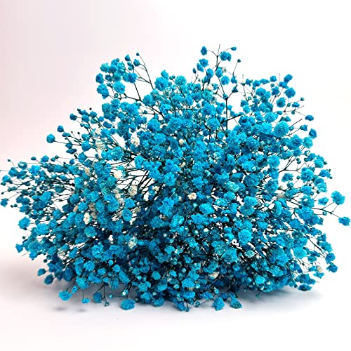 Preserved Baby's Breath 3 Bunches, 100% Natrual Fresh Gypsophila Long Lasting Flowers for Vase Arrangements Home Decoration Photo Props Parties and Weddings, DIY Décor-Light Blue - color: Light Blue