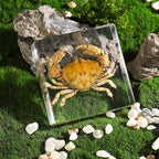Taxidermy Crab, Real Crab Specimens Animal Specimen in Resin for Science Classroom Science Education, Great Gift for Fans of Taxidermy, Animal Skull, Oddities, Biology (3 x 3 x 1 inch) - color: Crab B